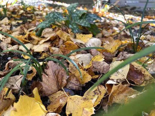 This Oct. 27, 2022, image provided by Jessica Damiano shows a thin layer of fallen leaves in a garden bed on Long Island, NY. They will decompose over winter to provide nourishment for existing and future plantings. (Jessica Damiano via AP)