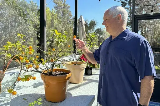 Health sales care executive Mike Waldron looks at a cumquat tree in the sunroom at his home in St. Augustine, Fla., which has become a top remote work hub in the U.S. during the 2020s, on Thursday, March 13, 2025. (AP Photo/Mike Schneider.)