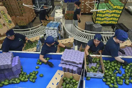 Workers sort avocados at a packing plant in Uruapan, Mexico Wednesday, Nov. 27, 2024. (AP Photo/Armando Solis)