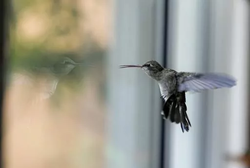A hummingbird hovers inside the home of Catia Lattouf that she has turned into a makeshift clinic for the tiny birds, in Mexico City, Monday, Aug. 7, 2023. Most of the hummingbirds she cares for are housed in the bedroom where Lattouf sleeps. They stay there until they are strong enough to fly and feed themselves. Then she moves them to a neighboring room to prepare them to eventually be freed. (AP Photo/Fernando Llano)