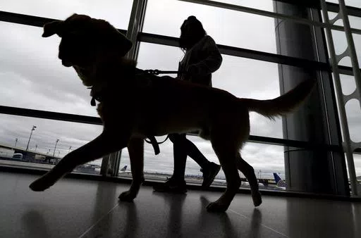 A trainer walks with a service dog through the Terminal C at Newark Liberty International Airport while taking part of a training exercise, Saturday, April 1, 2017, in Newark, N.J. All dogs coming into the U.S. from other countries must be at least 6 months old and microchipped, according to new government rules published Wednesday, May 8, 2024. The new rules were prompted by concerns about dogs coming from countries where rabies is common, and applies to dogs brought in by breeders or rescue gr
