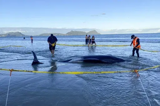Rescuers rope off an area around a dead pilot whale that was stranded on Ruakākā Beach in northland, New Zealand, Sunday, Nov. 24, 2024. (Nikki Hartley/New Zealand Department Of Conservation via AP)