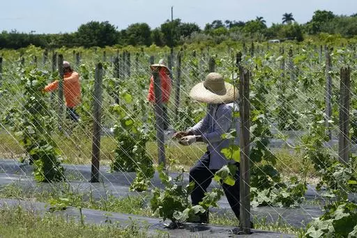 Agriculture workers adjust a trellis to support bitter melon, Sept. 5, 2023, in Homestead, Fla. Undocumented workers live in fear and anxiety after a new law signed by Florida Gov. Ron DeSantis. The law targets them and employers with 25 or more employees which mandates they verify that their workers are legally allowed to work. (AP Photo/Marta Lavandier).