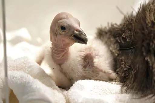 Condor chick LA1123 waits for it's feeding in a temperature controlled enclosure at the Los Angeles Zoo on Tuesday, May 2, 2023. The chick hatched Sunday April 30, 2023. The latest breeding efforts to boost the population of North America's largest land bird, an endangered species where there are only several hundred in the wild. Experts say say the species cannot sustain itself without human intervention. More birds still die in the wild each year than the number of chicks that are born, both i