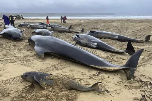 This handout photo issued by British Divers Marine Life Rescue (BDMLR) shows pilot whales in North Tolsta, on the Isle of Lewis, Scotland, Sunday, July 16, 2023. A pod of 55 pilot whales have died after they were found washed ashore on a beach in Scotland in the worst mass whale stranding in the area, marine experts said Monday. Marine rescuers, the coast guard and police were called to Traigh Mhor beach on the Isle of Lewis in northwest Scotland after receiving reports that dozens of the mammal