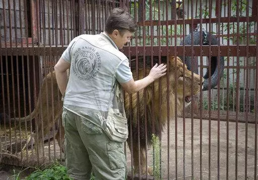 Natalia Popova, 50, pets a lion at her animal shelter in Kyiv region, Ukraine, Thursday, Aug. 4, 2022. Popova, in cooperation with the animal protection organisation UA Animals, has already saved more than 300 animals from the war, 200 of them were sent abroad, and 100 found a home in most western regions of Ukraine, which are considered to be safer. (AP Photo/Efrem Lukatsky)