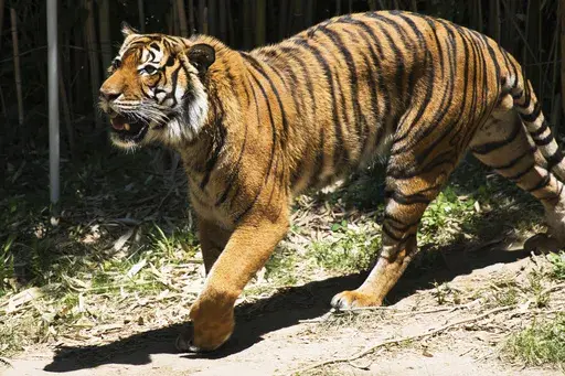 FILE -A Malayan tiger walks in its enclosure at the Cincinnati Zoo and Botanical Garden in Cincinnati, July 7, 2023. (AP Photo/Jon Gambrell, File)