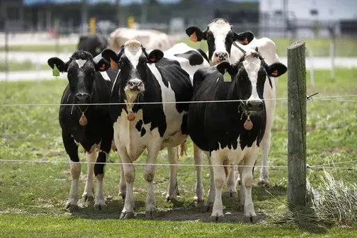 Dairy cows stand in a field outside of a milking barn at the U.S. Department of Agriculture's National Animal Disease Center research facility in Ames, Iowa, on Tuesday, Aug. 6, 2024. (AP Photo/Charlie Neibergall,File)