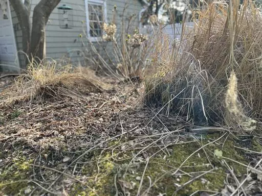 This March 18, 2024, image provided by Jessica Damiano shows fallen leaves and plant debris covering the soil in a garden bed in Glen Head, New York. Damiano recommends postponing spring garden cleanup until after overnight temperatures have remained above 50 degrees for at least an entire week. (Jessica Damiano via AP)