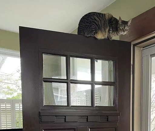 This December, 2022, photo provided by Jessica Damiano shows a cat perched on top of an entrance door. Because cats have exceptional agility and climbing skills, it can be difficult, if not impossible, to place plants and other items out of their reach. (Jessica Damiano via AP)