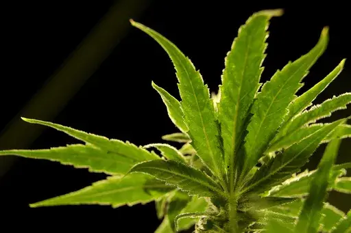 A marijuana plant is seen at a medical marijuana dispensary in Egg Harbor Township, N.J., March 22, 2019. (AP Photo/Julio Cortez, File)