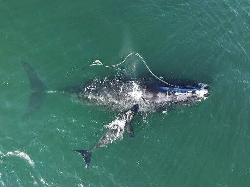 This Dec. 2, 2021, photo provided by the Georgia Department of Natural Resources shows an endangered North Atlantic right whale entangled in fishing rope being sighted with a newborn calf in waters near Cumberland Island, Ga. The federal government hasn't done enough to protect a rare species of whale from lethal entanglement in lobster fishing gear, and new rules are needed to protect the species from extinction, a judge has ruled, Friday, July 8, 2022.  (Georgia Department of Natural Resources
