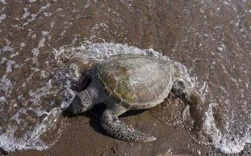A dead green sea turtle washes up on the beach in the Khor Kalba Conservation Reserve, in the city of Kalba, on the east coast of the United Arab Emirates, Tuesday, Feb. 1, 2022.  A staggering 75% of all dead green turtles and 57% of all loggerhead turtles in Sharjah had eaten marine debris, including plastic bags, bottle caps, rope and fishing nets, a new study published in the Marine Pollution Bulletin. The study seeks to document the damage and danger of the throwaway plastic that has surged 