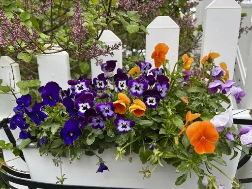 This May 2, 2023, image provided by Jessica Damiano shows a pansy-filled planter hanging on a fence on Long Island, N.Y. (Jessica Damiano via AP)