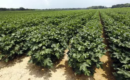 Young cotton plants cover acres on a farm in Bolton, Miss., July 13, 2018. The U.S. Labor Department announced Wednesday, June 28, 2023, that it had completed an investigation that found 44 Mississippi farms exploited Black workers in the state by paying higher wages to immigrants. (AP Photo/Rogelio V. Solis, File)