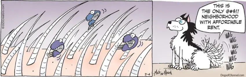 Dogs of C-Kennel for Feb 04, 2025