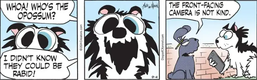 Dogs of C-Kennel for Sep 04, 2024