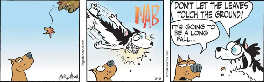 Dogs of C-Kennel for Sep 09, 2024